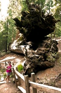 Sequoia NP umgefallener Mammutbaum