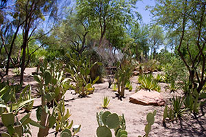 Ethel M Botanical Cactus Gardens