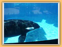 Sea World San Diego