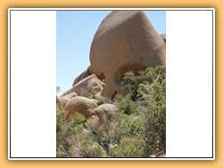Joshua Tree