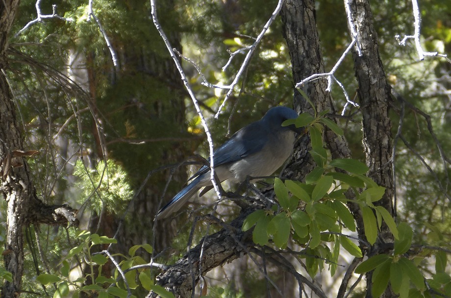 Chiricahua Vogel