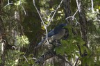 Chiricahua Vogel