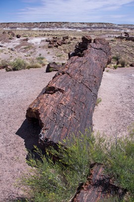 Petrified Forest