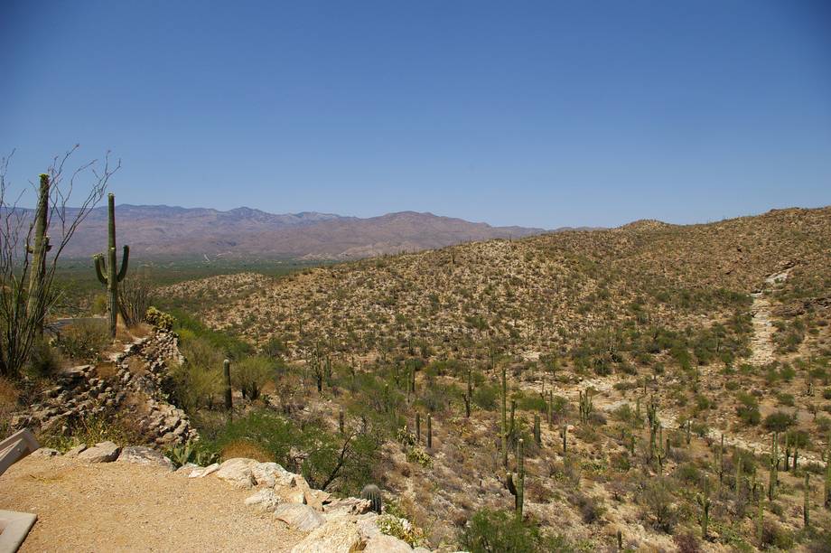 Saguaro National Park