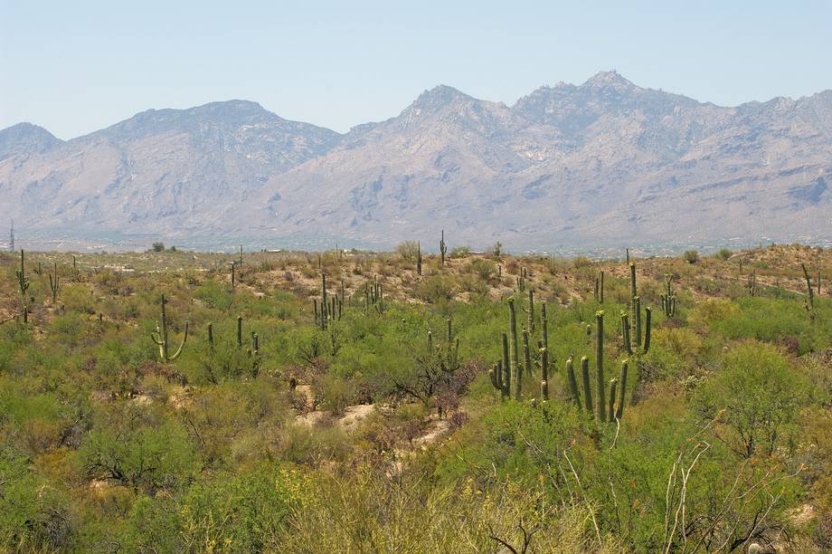 Saguaro National Park