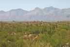 Saguaro National Park