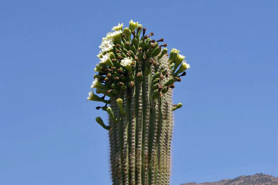 Saguaro National Park