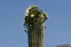 Saguaro National Park