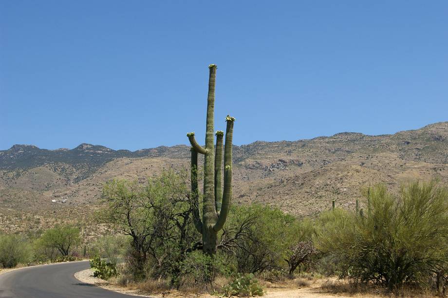 Saguaro National Park