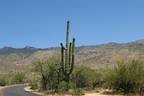 Saguaro National Park