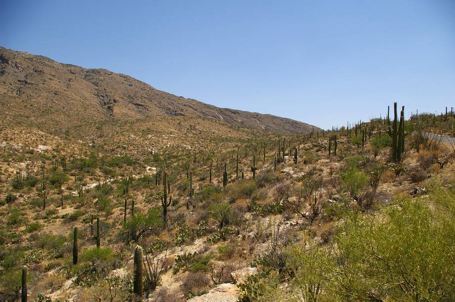 Saguaro National Park