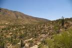 Saguaro National Park