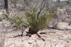 Saguaro National Park