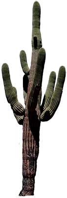 Kaktus