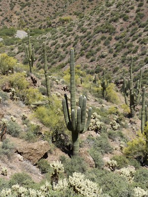 Tonto National Monument