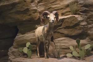 International Wildlife Museum