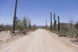 Saguaro Nationalpark