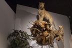 International Wildlife Museum