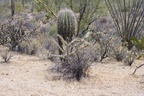 Saguaro Nationalpark