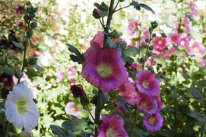 Tumacacori Garten