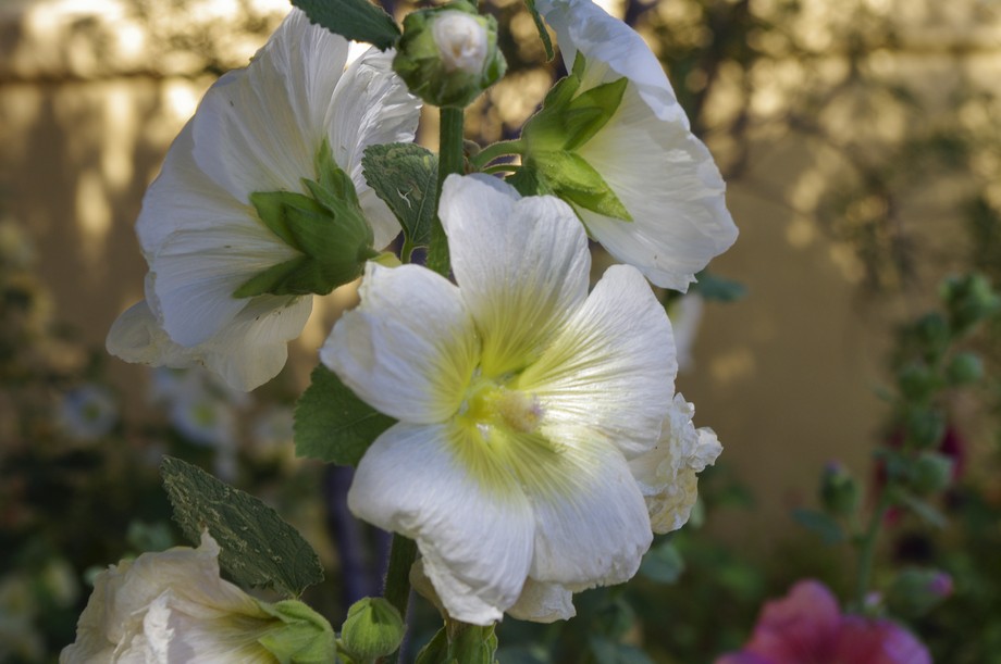 Tumacaori NHP Garten