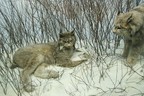Modell im Nature Museum