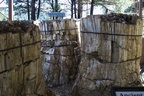 versteinertes Holz