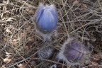 Blume