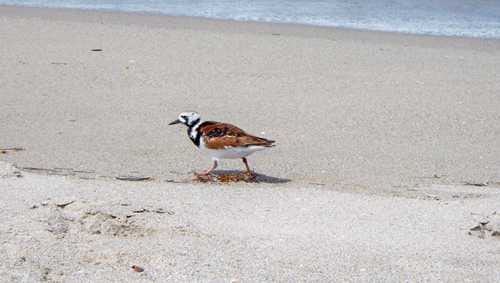 MacArthur Beach State Park