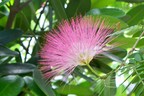Blüte