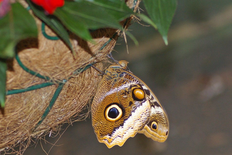 Schmetterling