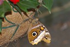 Schmetterling