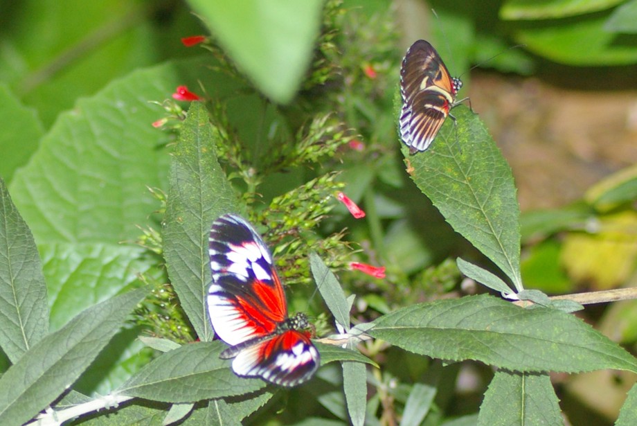 Schmetterling