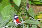 Schmetterling