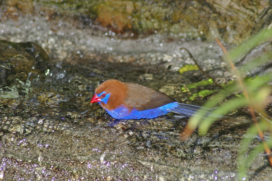 Vogel