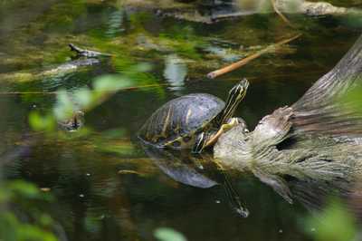 Schildkröte