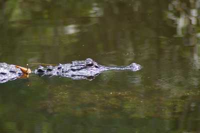 erster Alligator