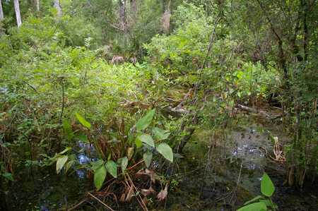 Dschungel Big Cypress