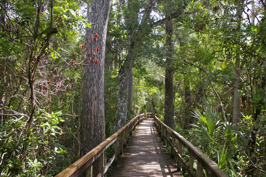 Big Cypress Bend Boardwalk