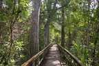 Big Cypress Bend Boardwalk