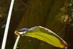 Libelle