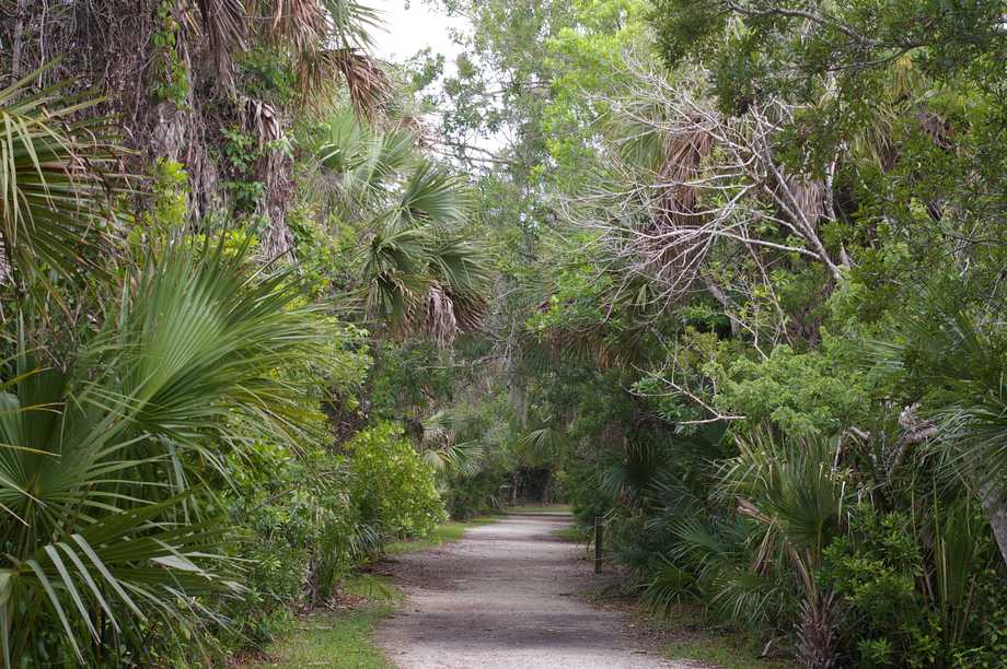 Weg zum Big Cypress Bend Boardwalk