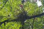 Pflanze im Baum