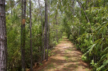 Calusa Wanderweg