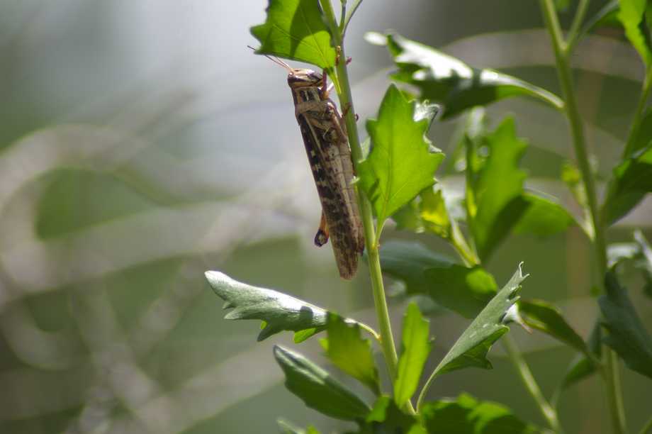 Grashüpfer im Calusa Nature Center