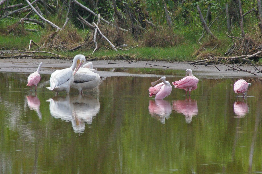 Mrazek Pond