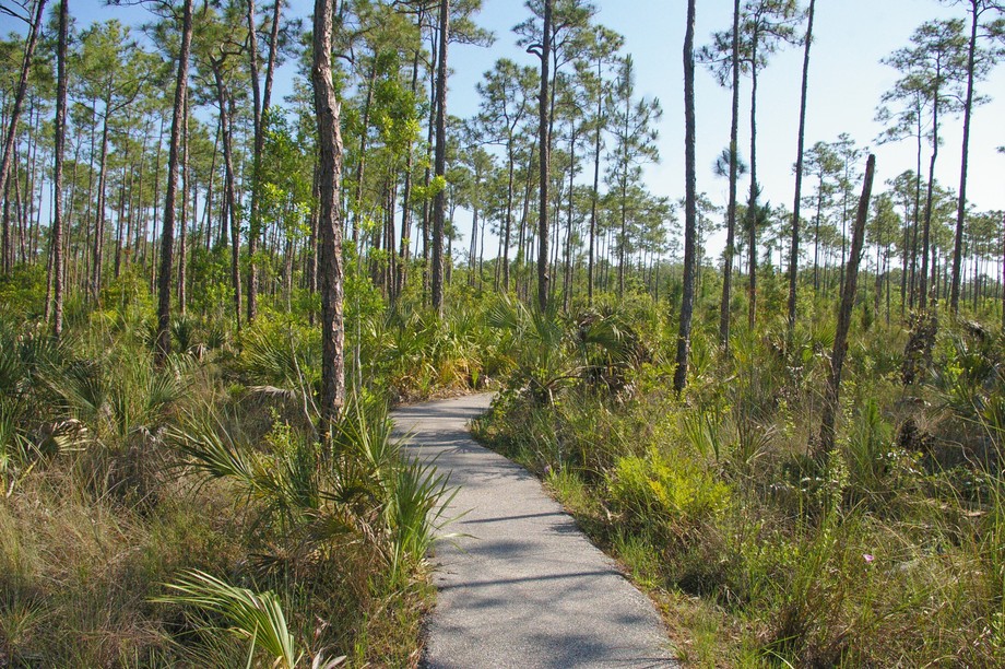 Pineland Trail