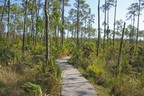 Pineland Trail