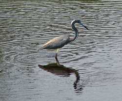 Myakka River State Park