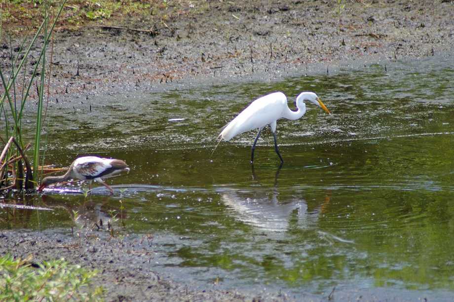 Tierbeobachtung